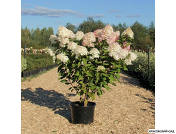 Гортензия Мэджикал Кэндл - Magical Candle