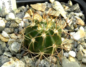 Melocactus salvadorensis HU157, Aracatu (D=20mm)