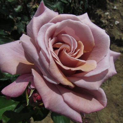 Симпли Горджес (Simply Gorgeous)