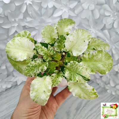 КНН-Крокус химерный спорт по листу