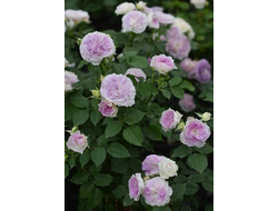 Голубой Лунный камень  (Blue Moon Stone) 2 сорт