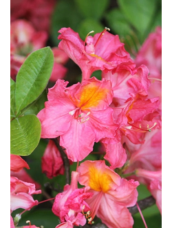 Рододендрон (Азалия) Juanita