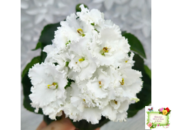 ML-Облако в Горах (Miniviolets Lux) 2022 г.