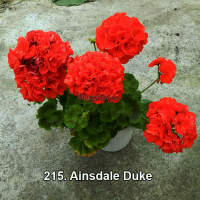 Пеларгония Ainsdale Duke