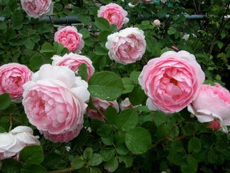 Коттедж  (Cottage Rose)