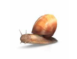 насекомые Улитка snail