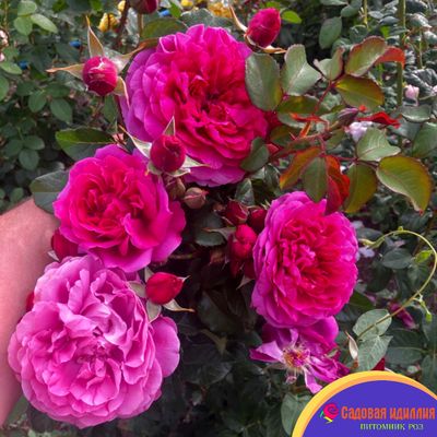 Джеймс Л.Остин (James L.Austin)