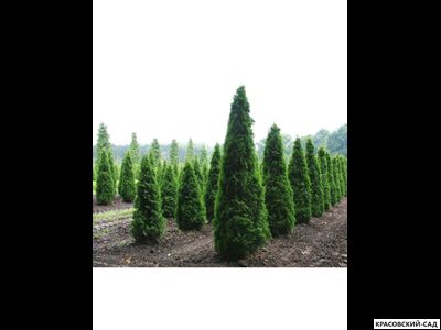 Туя Колумна - Columna