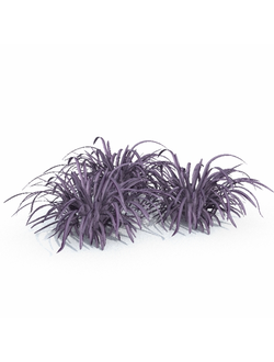 трава Змеебородник Офиопогон Ophiopogon