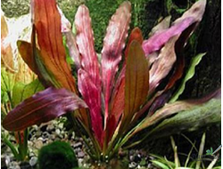Echinodorus red rubin narrow