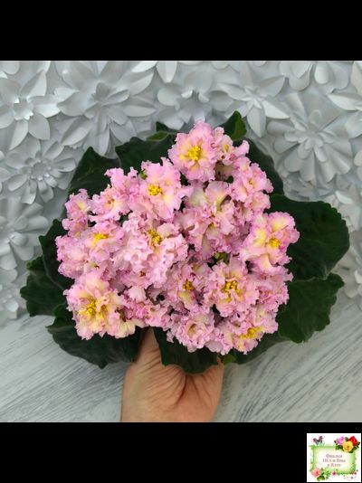 РМ-Яринка (Н. Скорнякова) 2021 г.