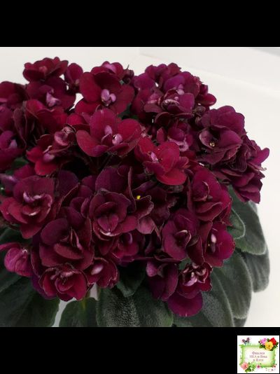 Precious Red (H. Pittman) (9724) 01/15/2007