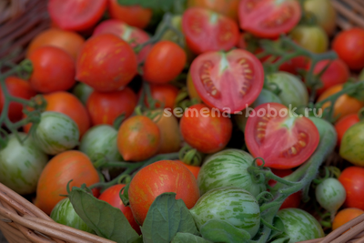 Томат Fuzzy Wuzzy (Фузи Вузи), 10 шт