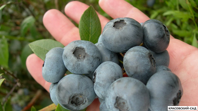 Голубика Блуэтта - Bluetta