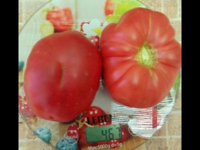 Томат Монте Роза (Monte Rosa)