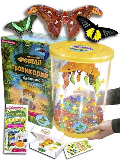 Ферма бабочек Тропикарий 3 шт. куколок.(  Зеленая Палинур, Тройдес , Атлас)