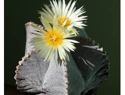 Astrophytum myriostigma v. coahuilense - 10 семян
