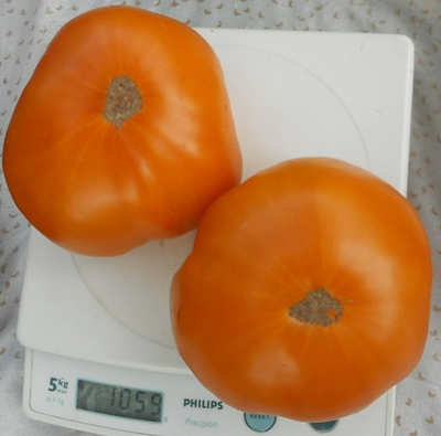 Томат Амана Оранж (Amana orange)