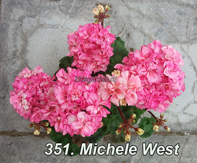 Пеларгония Michele West