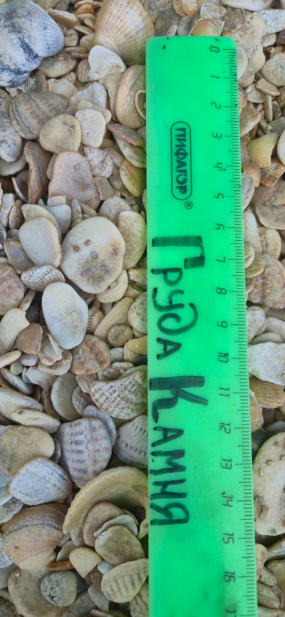 Морская ракушка