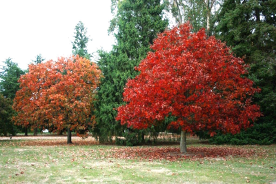 Дуб красный