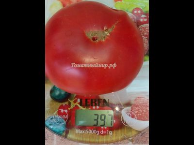 Томат Дикая роза