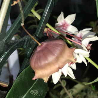 Hoya wallichii subsp. tenebrosa