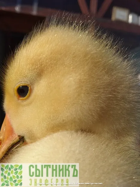 Экотуризм - можно гусят подержать в руках