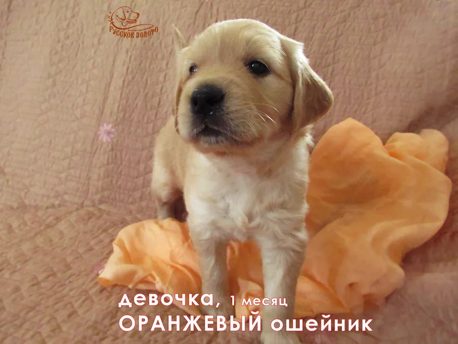 1 месяц. Девочка ОРАНЖЕВЫЙ ошейничек