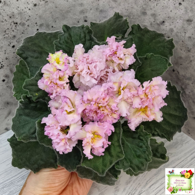 РМ-Яринка (Н. Скорнякова) 2021 г.