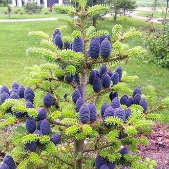 Пихта корейская (Abies Koreana) (RB-60-80)
