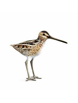 птицы Бекас