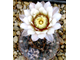 Gymnocalycium borthii ssp.nogolense VG-411/1 (D=30мм)