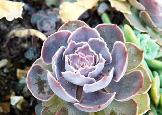 Echeveria shaviana - розетка без корней