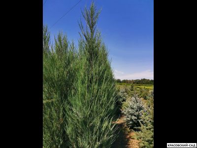 Можжевельник Блю Эрроу 6 метров