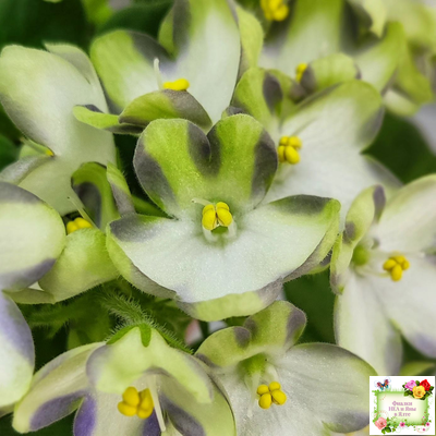 Марина Цветаева (А.Басенина) 2017 г. химера (сорт укоренённый пасынок)