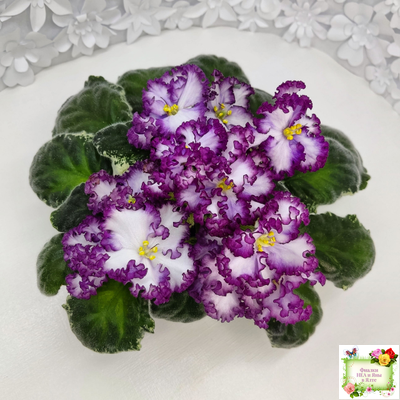 АВ-Навсегда (Фиалковод) 2021 г. (лист посажен 03.11.25)