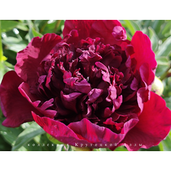 Пион Red Comet ( Ред Комет)