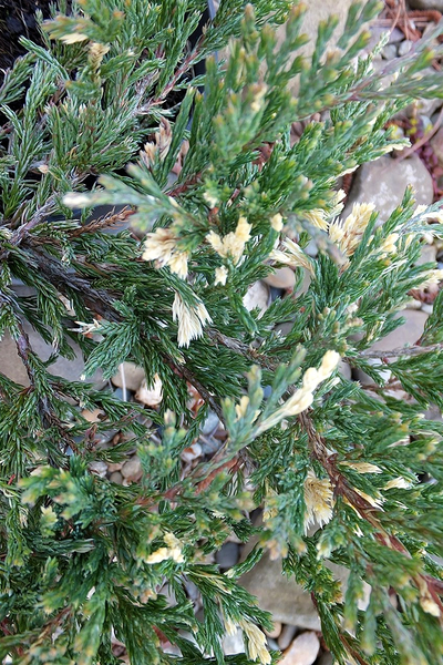 Можжевельник горизонтальный Andora Variegata