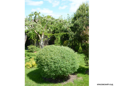 Ива пурпурная Нана - Nana