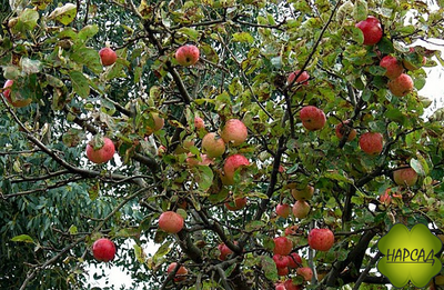 Яблоня "КОНФЕТНОЕ" сахарный вкус (саженец 1 год, на карликовом подвое)