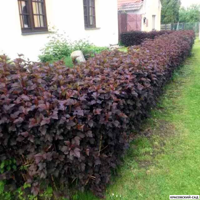 Живая изгородь из пузыреплодника калинолистного