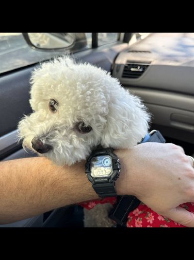 Часы Casio WS-1700H-1A