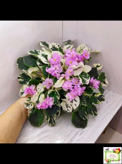 Cherokee Trail (L. Ray) трейлер (пасынок сорт посажен 06.10.25)