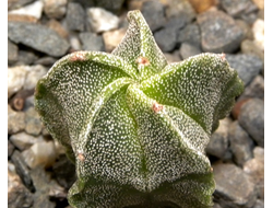 Astrophytum myriostigma v.tulense (D=25-30mm H=40-50mm)