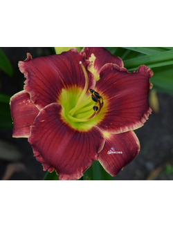 Лилейник Розес ин сноу