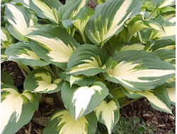 Хоста Christmas Candy, C2