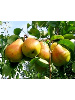 Груша Кафедральная (летн.)