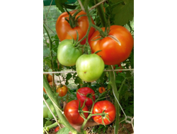 Томат Командор Фортуна