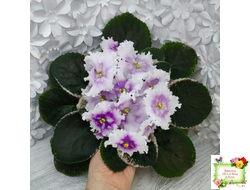 Dn-Дух Різдва (Д. Денисенко) 2020 г.